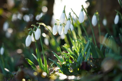 Close-up of white flowering plants on field