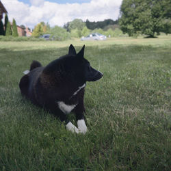Black dog lying on grass