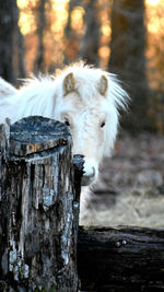 Close-up of a horse near stump