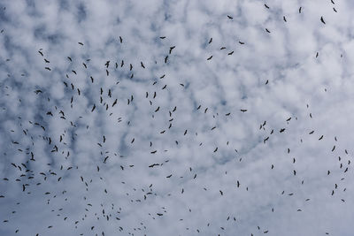 Flock of birds in the sky