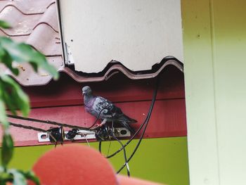 Close-up of bird perching on wall