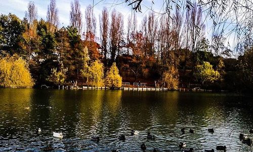 Bird flying over lake