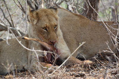 Female lion eating 