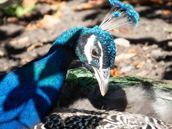 Close-up of a peacock