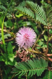 Close-up of purple thistle blooming outdoors