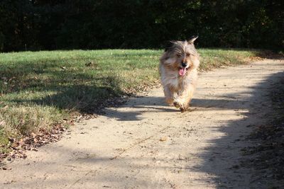 Dog on grass