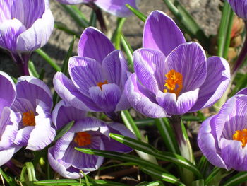 Close-up of purple flower blooming in field