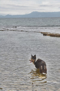 View of a border collie in the sea against cloud sky