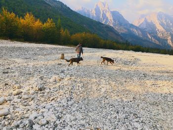 View of a dog on landscape