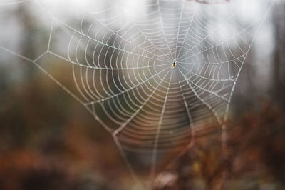 Close-up of spider web