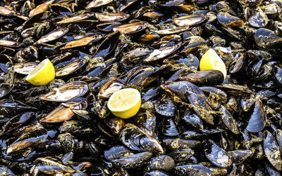 High angle view of mussels