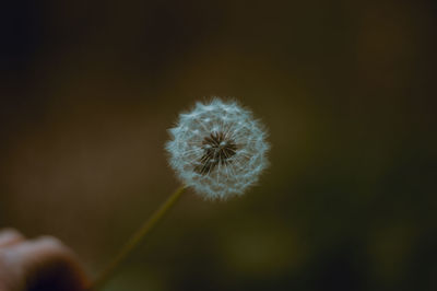 Close-up of dandelion against blurred background