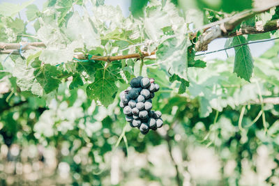 Close-up of grapes growing in vineyard