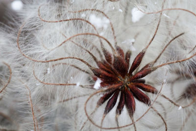 Close-up of plant