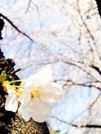 Close-up of white flowers blooming in park