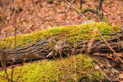Close-up of moss growing on tree trunk