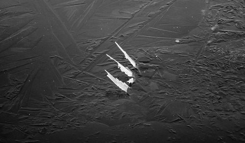 High angle view of fish swimming in water