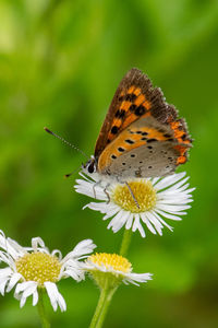 Close-up of butterfly pollinating on flower