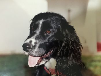 Close-up of dog looking away