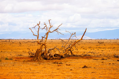 Fallen tree on field at tsavo east national park