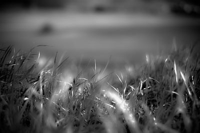 Close-up of plant against blurred background