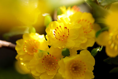 Close-up of yellow flowering plant