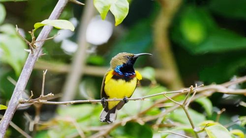 Close-up of bird perching on branch