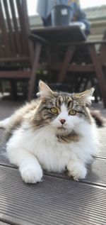 Cat resting on chair