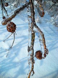 Close-up of frozen hanging from tree branch during winter