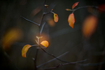 Close-up of orange berries on tree