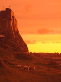 Sheep grazing on field by lindisfarne castle during sunset