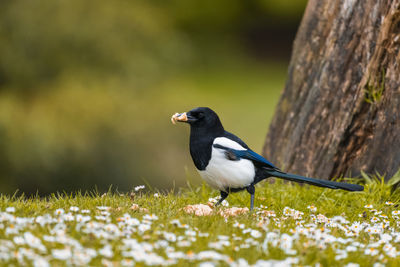 Close-up of bird perching on a land