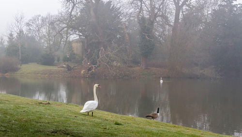 View of swan swimming in lake