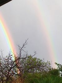 Rainbow over trees