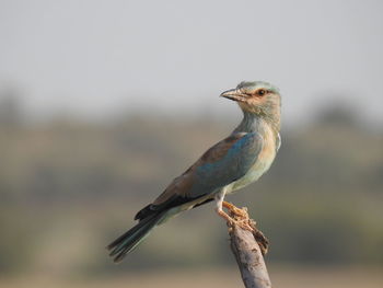 Close-up of bird perching on branch