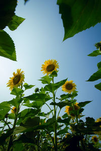 Low angle view of yellow flowers