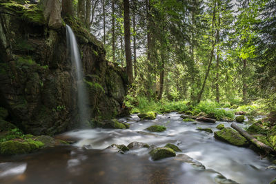 Scenic view of waterfall in forest