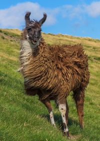 Llama standing on green hill