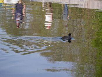 View of ducks swimming in lake