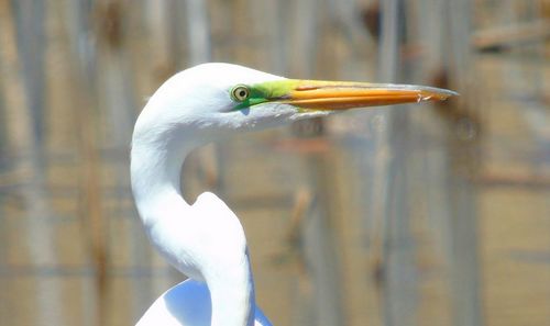 Close-up of a bird