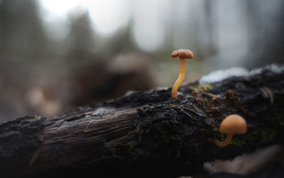 Little mushroom growing out of a piece of wood