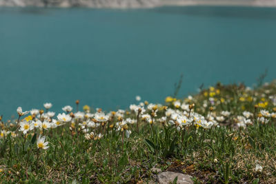 Close-up of flowering plants on land