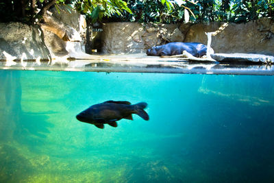 Duck swimming in sea