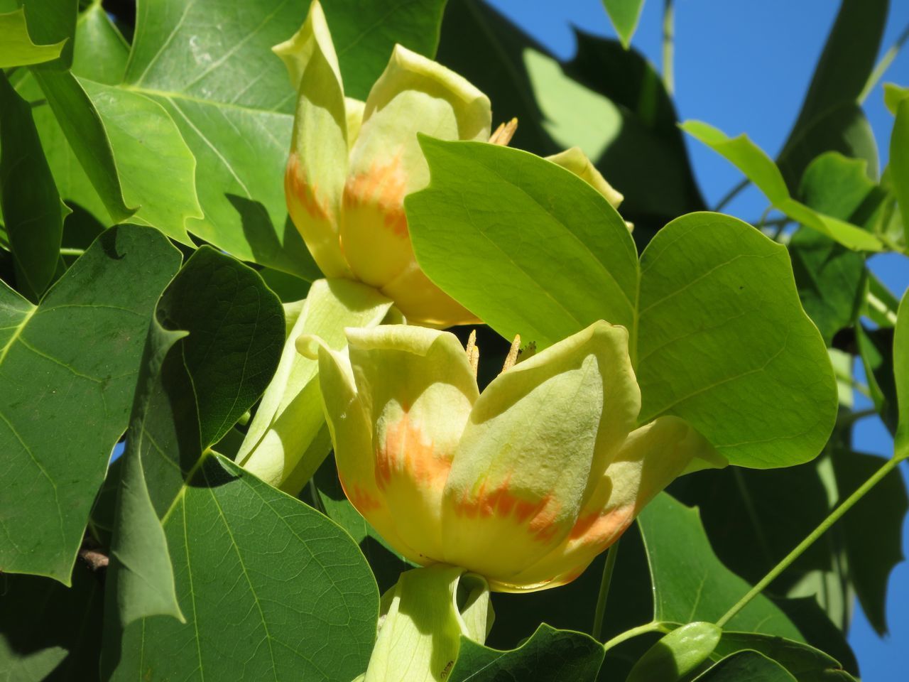 CLOSE-UP OF FLOWERING PLANTS