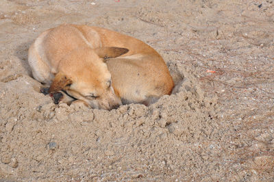 High angle view of animal sleeping on sand