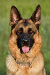 Close-up portrait of a dog