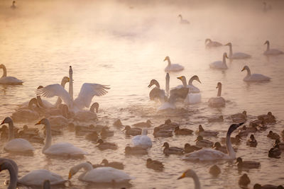 Flock of birds in lake