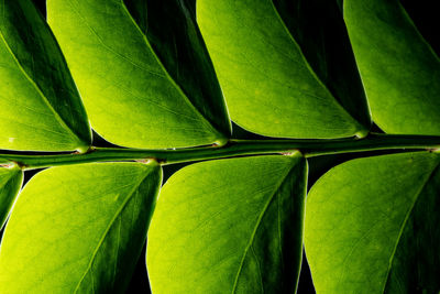 Full frame shot of green leaves