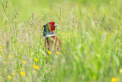 Colorful pheasant in the nature