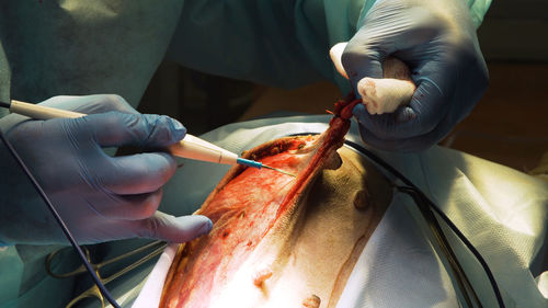 Veterinary surgeons with electrocoagulator make surgery for dog in the operating room 
